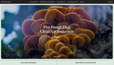 Close-up of orange fungi on tree, highlighting their role in cleaning up pollution.