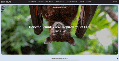 Bat hanging upside down, inspiring innovative sound sensor design by Virginia Tech. Nature-inspired technology, 2021.