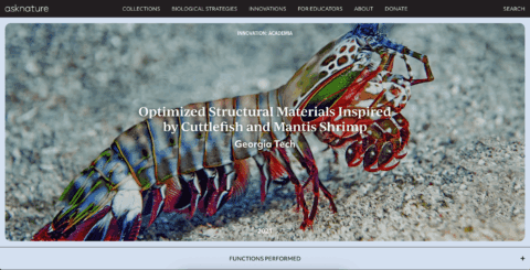 Colorful mantis shrimp on sandy ocean floor, illustrating structural materials inspired by marine biology innovations.