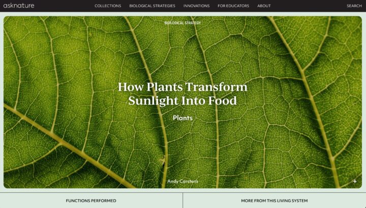 Close-up of a green leaf with text How Plants Transform Sunlight Into Food showcasing p...