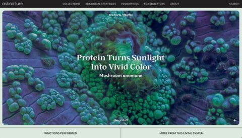 Close-up image of a mushroom anemone showcasing vibrant colors from sunlight-absorbing proteins.