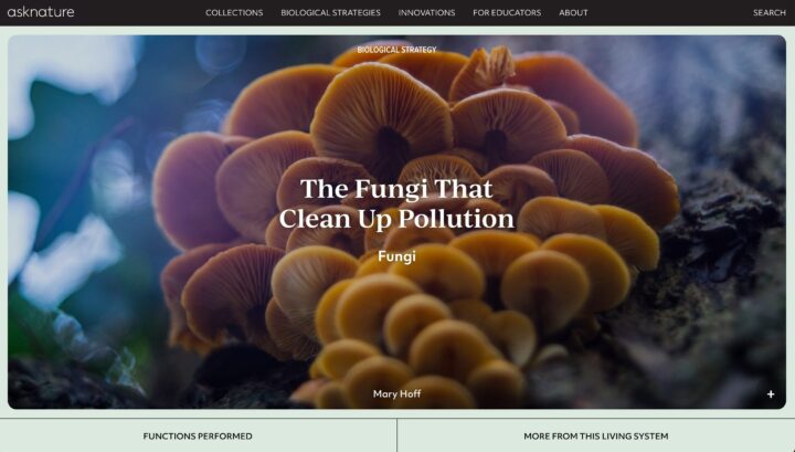 Close-up of orange fungi on tree, highlighting their role in cleaning up pollution.