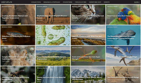 Collage of nature images showcasing biological strategies and innovations like elephants, zebrafish, and fynbos landscape.