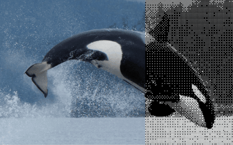 Orca leaping from the water, captured in a blend of color and monochrome, showcasing dynamic aquatic movement.