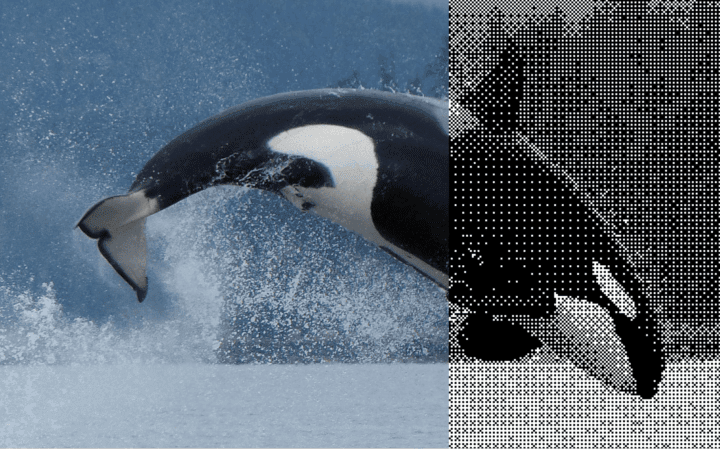 Orca leaping from the water, captured in a blend of color and monochrome, showcasing dy...