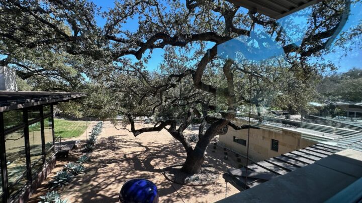 View from window of a modern house with large tree and landscaped yard in sunlight; ref...
