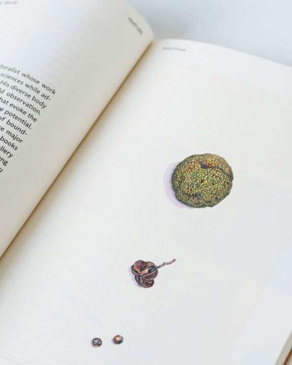 Illustrated botanical book page showing diverse seeds and textures on a white backgroun...